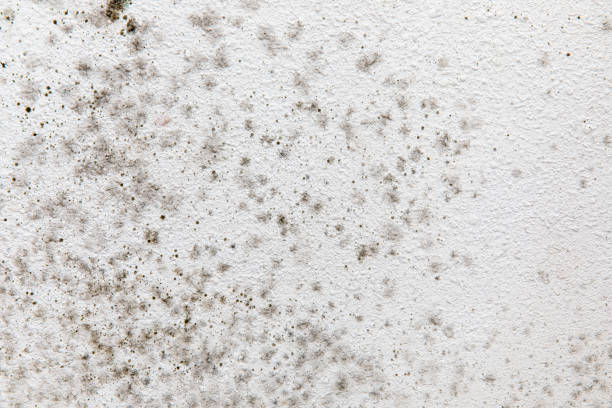 Best Mold Odor Removal Services  in West Glens Falls, NY