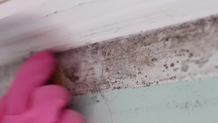 West Glens Falls, NY Mold Removal Company